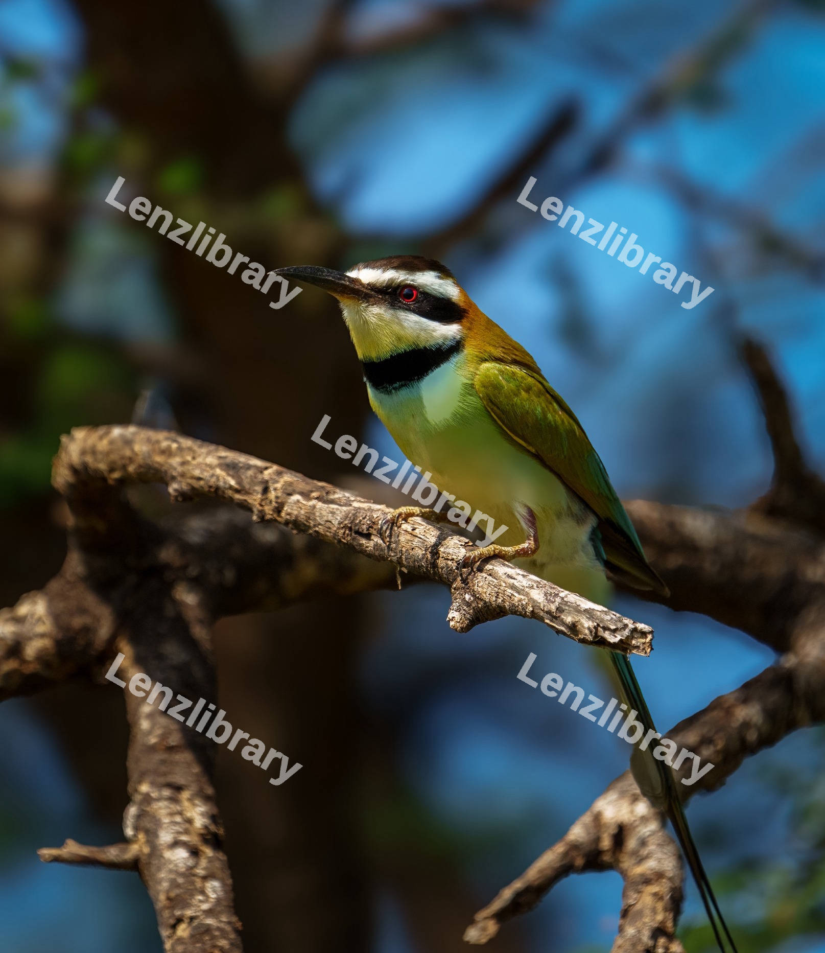 White throated bee eater